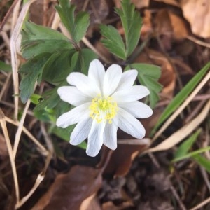 Photographie n°2159151 du taxon Anemone nemorosa L. [1753]