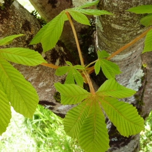 Photographie n°2159155 du taxon Aesculus hippocastanum L. [1753]