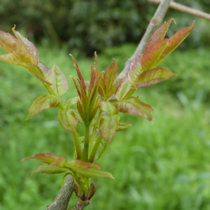 Photographie n°2159157 du taxon Fraxinus excelsior L. [1753]