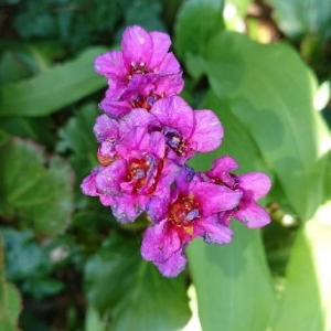 Photographie n°2159172 du taxon Bergenia crassifolia (L.) Fritsch [1889]