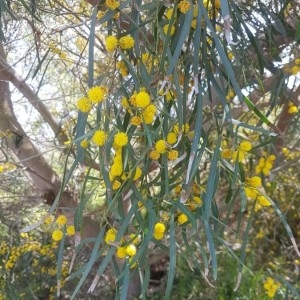 Photographie n°2159269 du taxon Acacia retinodes Schltdl. [1847]