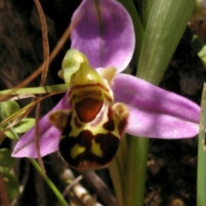 Photographie n°2159272 du taxon Ophrys apifera Huds. [1762]