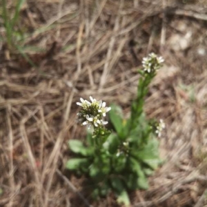 Photographie n°2159323 du taxon Arabis hirsuta (L.) Scop. [1772]