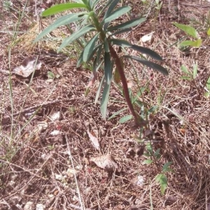 Photographie n°2159325 du taxon Euphorbia characias L. [1753]