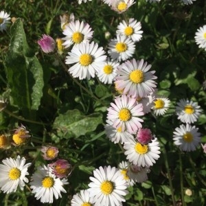 Photographie n°2159339 du taxon Bellis perennis L. [1753]