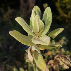 Photographie n°2159346 du taxon Cistus albidus L. [1753]