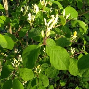 Photographie n°2159349 du taxon Lonicera xylosteum L. [1753]