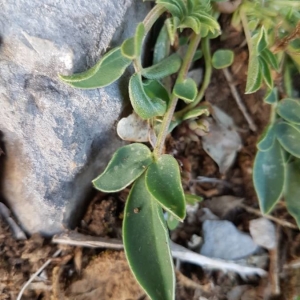 Photographie n°2159386 du taxon Anthyllis vulneraria L. [1753]