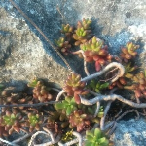 Photographie n°2159387 du taxon Sedum album L. [1753]