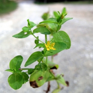 Hypericum mutilum L. (Millepertuis)