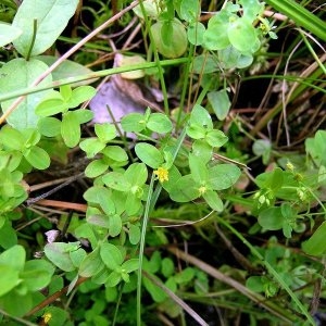 Photographie n°2159395 du taxon Hypericum mutilum L. [1753]