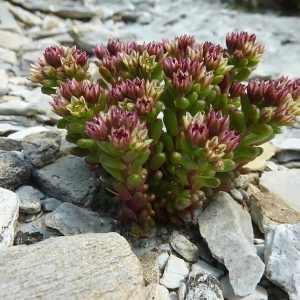 Photographie n°2159399 du taxon Sedum atratum subsp. atratum 