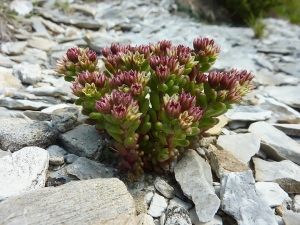 La Spada Arturo, le  1 juin 2010 (Carrara (Apuane Monte Sagro))