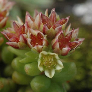 Photographie n°2159401 du taxon Sedum atratum subsp. atratum 