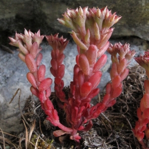 Photographie n°2159409 du taxon Sedum atratum L. [1763]