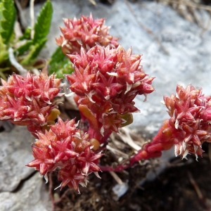 Photographie n°2159417 du taxon Sedum atratum subsp. atratum 