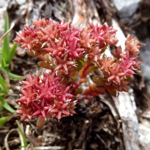 Photographie n°2159418 du taxon Sedum atratum subsp. atratum 