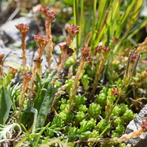 Photographie n°2159424 du taxon Sedum atratum L. [1763]