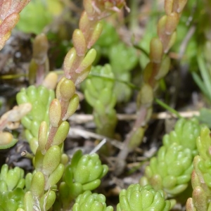 Photographie n°2159425 du taxon Sedum atratum L. [1763]