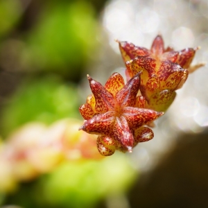 Photographie n°2159426 du taxon Sedum atratum L. [1763]