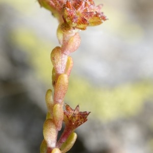 Photographie n°2159427 du taxon Sedum atratum L. [1763]