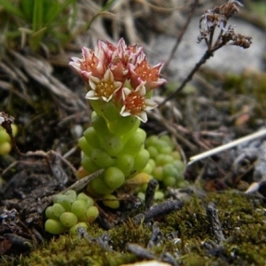 Photographie n°2159432 du taxon Sedum atratum L. [1763]