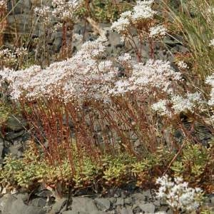 Photographie n°2159437 du taxon Sedum album L. [1753]