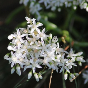 Photographie n°2159443 du taxon Sedum album L. [1753]