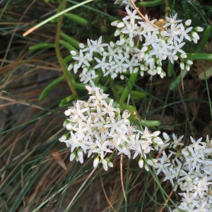 Photographie n°2159446 du taxon Sedum album L. [1753]