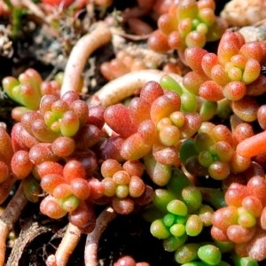 Photographie n°2159452 du taxon Sedum album L. [1753]