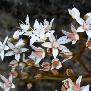 Photographie n°2159461 du taxon Sedum album L. [1753]