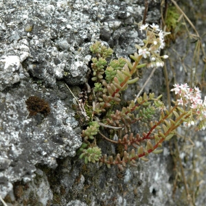 Photographie n°2159481 du taxon Sedum album L. [1753]