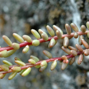 Photographie n°2159483 du taxon Sedum album L. [1753]