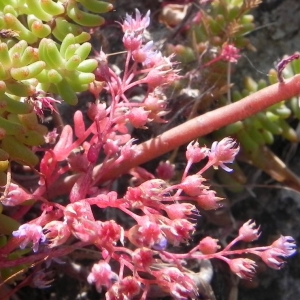 Photographie n°2159500 du taxon Sedum album L. [1753]