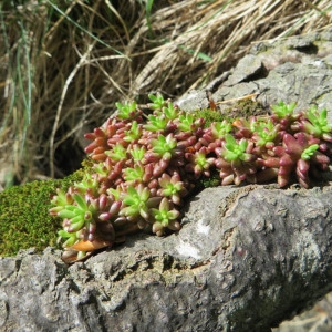 Photographie n°2159502 du taxon Sedum album L. [1753]