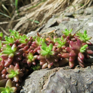 Photographie n°2159503 du taxon Sedum album L. [1753]