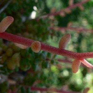 Photographie n°2159506 du taxon Sedum album L. [1753]