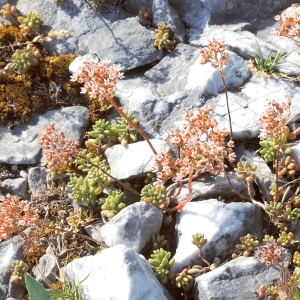 Photographie n°2159507 du taxon Sedum album L. [1753]