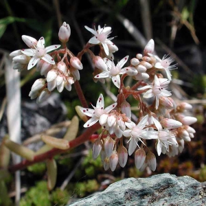 Photographie n°2159512 du taxon Sedum album L. [1753]