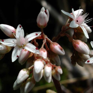 Photographie n°2159513 du taxon Sedum album L. [1753]