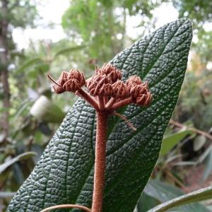 Photographie n°2159559 du taxon Eriobotrya japonica (Thunb.) Lindl. [1821]