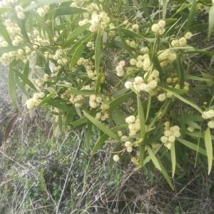 Photographie n°2159561 du taxon Acacia retinodes Schltdl. [1847]