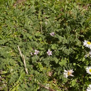 Photographie n°2159570 du taxon Erodium moschatum (L.) L'Hér.