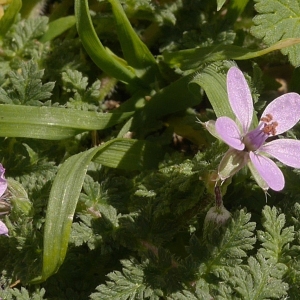 Photographie n°2159571 du taxon Erodium moschatum (L.) L'Hér.