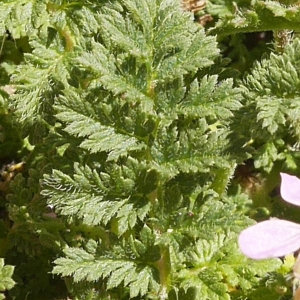 Photographie n°2159575 du taxon Erodium moschatum (L.) L'Hér.