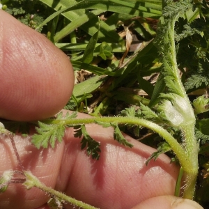 Photographie n°2159576 du taxon Erodium moschatum (L.) L'Hér.