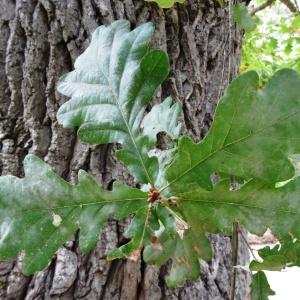 Photographie n°2159581 du taxon Quercus robur L. [1753]