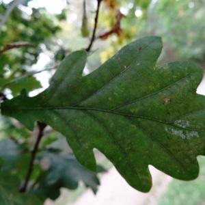 Photographie n°2159583 du taxon Quercus robur L. [1753]