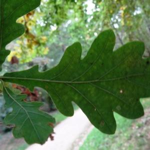 Photographie n°2159584 du taxon Quercus robur L. [1753]