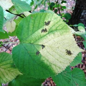 Photographie n°2159587 du taxon Tilia cordata Mill. [1768]